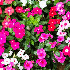 Mixed Vinca Flower Seeds