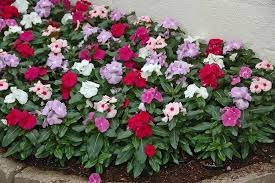 Mixed Vinca Flower Seeds Premium Floral Seeds for Planting Heirloom Non GMO High Germination Organic Garden Seeds