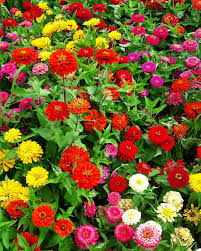 Mixed Zinnia Flower Seeds Exotic Flowering Plants Seeds for Planting Heirloom Non GMO High Germination Organic Garden