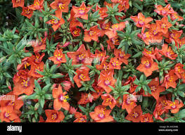 Orange Anagallis monelli Flower Seeds Rare Blooming Plants Seeds for Planting Heirloom Non GMO High Germination Organic