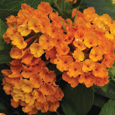 Orange Lantana Flower Seeds