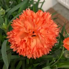 Orange Dianthus Flower Seeds