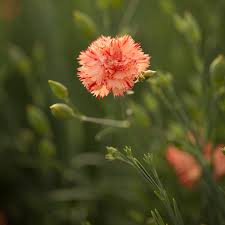 Orange Dianthus Flower Seeds for Planting Heirloom Non-GMO High Germination Organic Garden Seeds Colorful Blooms -