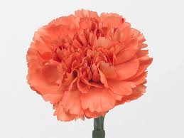Orange Dianthus Flower Seeds for Planting Heirloom Non-GMO High Germination Organic Garden Seeds Colorful Blooms -