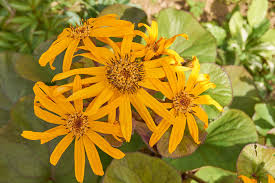 Orange Ligularia Dentata Flower Seeds - Heirloom Non GMO Premium Garden Seeds for Planting, High Germination Outdoor Pla