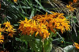 Orange Ligularia Dentata Flower Seeds - Heirloom Non GMO Premium Garden Seeds for Planting, High Germination Outdoor Pla