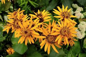 Orange Ligularia Dentata Flower Seeds - Heirloom Non GMO Premium Garden Seeds for Planting, High Germination Outdoor Pla