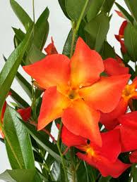 Orange Mandevilla Flower Seeds for - Heirloom Non GMO Premium Garden Seeds for Planting, High Germination Outdoor Plants