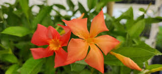 Orange Mandevilla Flower Seeds for - Heirloom Non GMO Premium Garden Seeds for Planting, High Germination Outdoor Plants