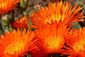 Orange Mesembryanthemum Flower Seeds for Planting Heirloom Non-GMO High Germination Organic Garden Seeds