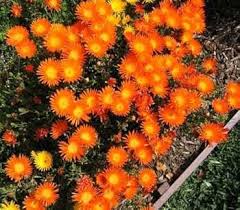 Orange Mesembryanthemum Flower Seeds for Planting Heirloom Non-GMO High Germination Organic Garden Seeds