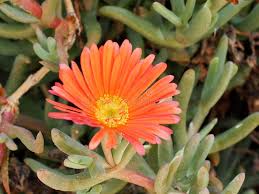 Orange Mesembryanthemum Flower Seeds for Planting Heirloom Non-GMO High Germination Organic Garden
