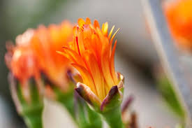 Orange Mesembryanthemum Flower Seeds for Planting Heirloom Non-GMO High Germination Organic Garden