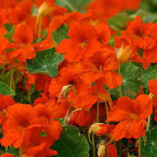 Orange Nasturtium Flower Seeds for - Heirloom Non GMO Premium Garden Seeds for Planting, High Germination Outdoor Plants