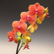 Orange Orchids Flower Seeds for - Heirloom Non GMO Premium Garden Seeds for Planting, High Germination Outdoor Plants
