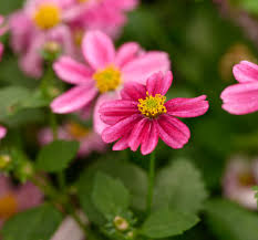 Pink Bidens Flower Seeds for Planting Heirloom Non-GMO High Germination Organic Garden Seeds for Colorful Gardens - Heir