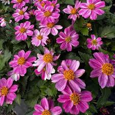 Pink Bidens Flower Seeds for Planting Heirloom Non-GMO High Germination Organic Garden Seeds for Colorful Gardens - Heir
