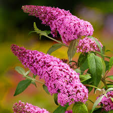Pink Buddleja Flower Seeds for - Heirloom Non GMO Premium Garden Seeds for Planting, High Germination Outdoor Plants