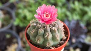 Pink Cactus Flower Seeds Easy - Heirloom Non GMO Premium Garden Seeds for Planting, High Germination Outdoor Plants