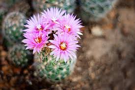 Pink Cactus Flower Seeds Easy - Heirloom Non GMO Premium Garden Seeds for Planting, High Germination Outdoor Plants