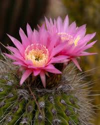 Pink Cactus Flower Seeds Easy - Heirloom Non GMO Premium Garden Seeds for Planting, High Germination Outdoor Plants