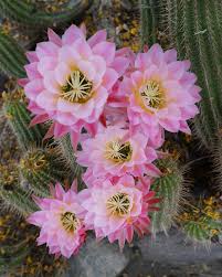 Pink Cactus Flower Seeds