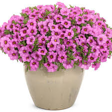 Pink Calibrachoa Flower Seeds