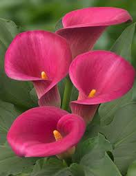 Pink Calla Lily Flower Seeds