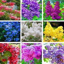 Mixed Lilac Flower Seeds
