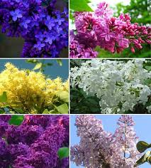 Mixed Lilac Flower Seeds