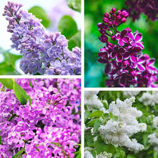 Mixed Lilac Flower Seeds