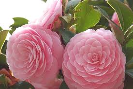 Pink Camellia Flower Seeds for - Heirloom Non GMO Premium Garden Seeds for Planting, High Germination Outdoor Plants