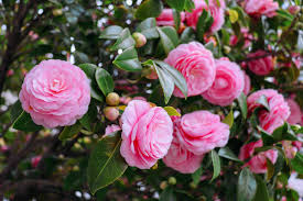Pink Camellia Flower Seeds for - Heirloom Non GMO Premium Garden Seeds for Planting, High Germination Outdoor Plants