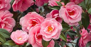 Pink Camellia Flower Seeds