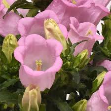 Pink Campanula Flower Seeds for - Heirloom Non GMO Premium Garden Seeds for Planting, High Germination Outdoor Plants