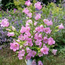 Pink Campanula Flower Seeds