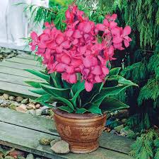 Pink Canna Lily Flower Seeds