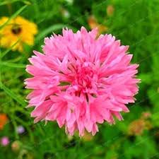 Pink Centaurea Flower Seeds Heirloom - Heirloom Non GMO Premium Garden Seeds for Planting, High Germination Outdoor Plan