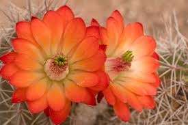 Orange Echinocereus Flower Seeds for - Heirloom Non GMO Premium Garden Seeds for Planting, High Germination Outdoor Plan