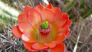 Orange Echinocereus Flower Seeds for - Heirloom Non GMO Premium Garden Seeds for Planting, High Germination Outdoor Plan