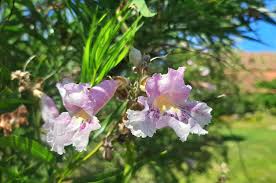 Pink Chilopsis Flower Seeds for - Heirloom Non GMO Premium Garden Seeds for Planting, High Germination Outdoor Plants