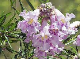 Pink Chilopsis Flower Seeds