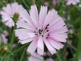 Pink Cichorium Intybus Flower Seeds - Heirloom Non GMO Premium Garden Seeds for Planting, High Germination Outdoor Plant