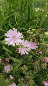Pink Cichorium Intybus Flower Seeds - Heirloom Non GMO Premium Garden Seeds for Planting, High Germination Outdoor Plant