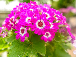 Pink Cineraria Flower Seeds for - Heirloom Non GMO Premium Garden Seeds for Planting, High Germination Outdoor Plants