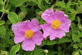 Pink Cistus Creticus Flower Seeds