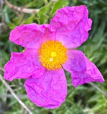 Pink Cistus Creticus Flower Seeds - Heirloom Non GMO Premium Garden Seeds for Planting, High Germination Outdoor Plants