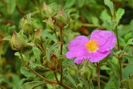 Pink Cistus Creticus Flower Seeds - Heirloom Non GMO Premium Garden Seeds for Planting, High Germination Outdoor Plants