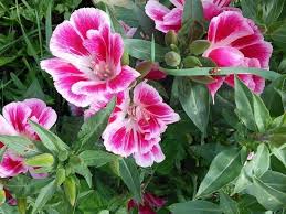 Pink Clarkia Flower Seeds for - Heirloom Non GMO Premium Garden Seeds for Planting, High Germination Outdoor Plants