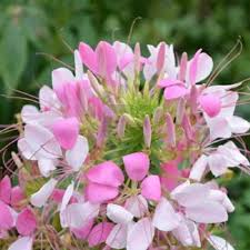 Pink White Cleome Flower Seeds